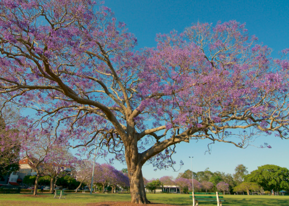 $3 million grants program open to New Farm sporting and community groups