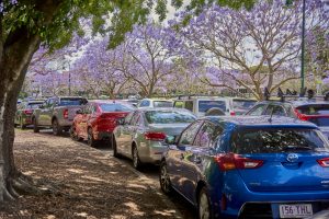 Cars parked under the jacaranda trees.